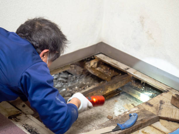 Best Attic Mold Remediation in Cimarron, KS