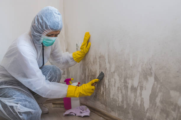 Best Mold Testing and Inspection Services in Cimarron, KS