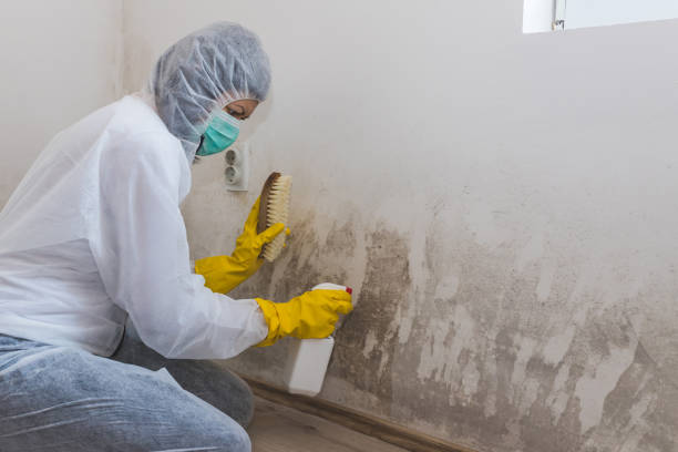 Best Preventive Mold Services in Cimarron, KS