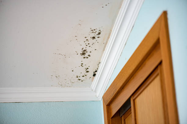Best Crawl Space Mold Remediation in Cimarron, KS