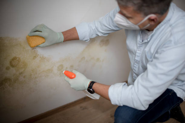 Best DIY Mold Remediation Support Services in Cimarron, KS