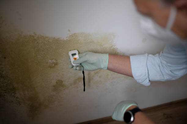 Trusted Cimarron, KS Mold Remediation Experts