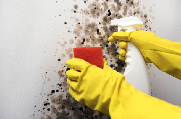 Best White Mold Remediation in Cimarron, KS